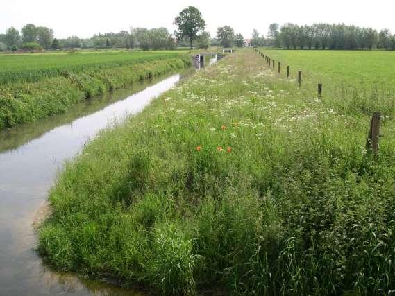 Waterloop - bufferstrook - Voorkomen van inspoelen nutriënten en