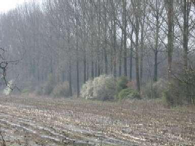 Realisaties bosgroep in gebied