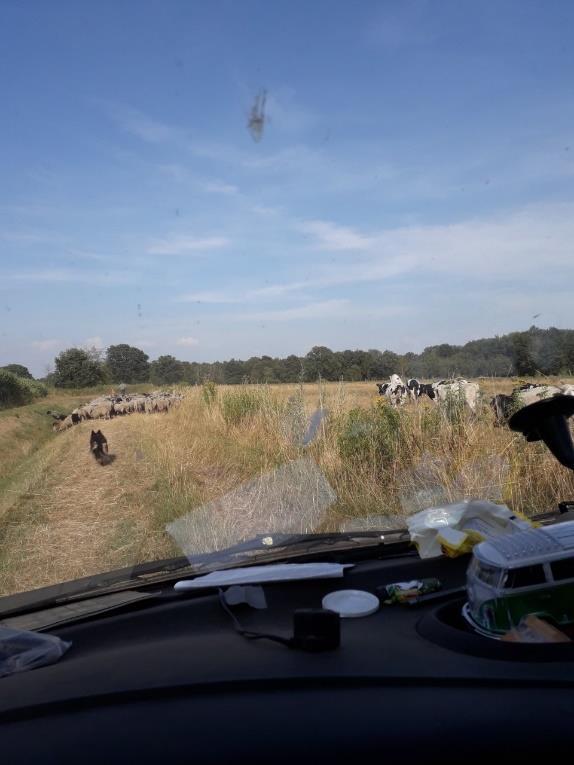 De schapen hadden het al snel door dat het verdorde gras niet smaakte en begonnen uit te breken opzoek naar het laatste beetje groen.