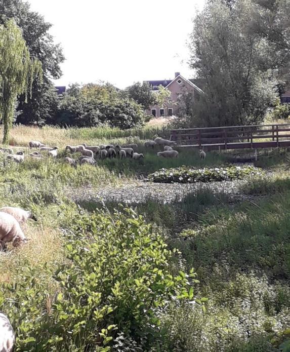 De trein van Zutphen naar Winterswijk wist gelukkig op tijd te remmen alleen wat vertraging tot gevolg.