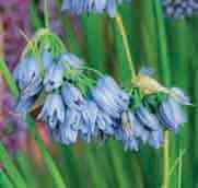 Allium beesianum c Intro: 1914. George Forrest verzamelde deze schoonheid in Noordwest-Yunnan in Zuid-China en vernoemde deze naar de Firma Bees uit Noordwest-Engeland.