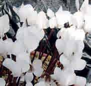 Cylcamen graecum forma album c Pas in 1980 werd deze witbloeiende vorm ontdekt. En recentelijker zijn ook op West-Kreta witbloeiende planten aangetroffen.
