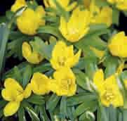 hyemalis, maar de goudgele bloemen zijn weer groter terwijl de halsband rond de bloem kleiner en fijner gedeeld is. E. cilicica verlangt een drogere standplaats en meer zon. Bestelnr. 570 25 st. 4.