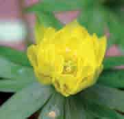 Eranthis hyemalis Grünspecht Eén van de gevuldbloemige vormen van E. hyemalis. De volle, iets onregelmatige bloemen zijn groengeel en vaak voorzien van een groen blosje dat naarmate de bloei vordert, verdwijnt.