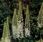 EREMURUS BEHOORT TOT DE FAMILIE DER ASPHODELACEAE Nederlandse namen: Naald van Cleopatra en Steppenlelie. Eremurus komt van de Griekse woorden: eremos (woestijn, eenzaam) en oura (staart).