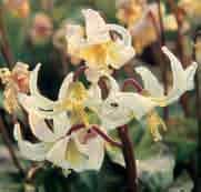 johnsonii) De donkerroze vorm met levendige, wijd geopende bloemen met een oranje cirkel rond de keel en gele meeldraden. Inheems langs de westkust van Noord-Amerika.