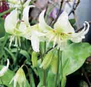 L-H Erythronium White Beauty Intro: ca. 1895. Een cultivar met grote witte bloemen met in de keel een smalle bruingele ring. Het blad is mooi gemarmerd en overwegend lichtgeel geaderd.