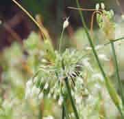 Allium carinatum subsp. pulchellum Album Intro: 1969. Een zuiver witte vorm, ook in de zomer bloeiend.