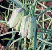 10-12 @4-5 #5 $6-8 %5 Z-L Fritillaria involucrata c Wordt met name nog aangetroffen op grassige kalksteenhellingen in de meer afgelegen delen van de Franse en Italiaanse Alpen.