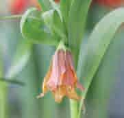 Fritillaria minuta (Synoniem: F. carduchorum) Intro: 1859. Herkomst: Zuidoost-Turkije en Noordwest-Iran.