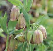 Fritillaria pontica (Synoniem: F. olympica) Intro: 1826. Herkomst: Albanië, Noord-Griekenland en Zuid-Bulgarije tot en met het Pontisch Gebergte in Turkije.