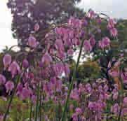 Allium cernuum (Synoniem: A. recurvatum) Intro: 1800. Kunstig gedraaide ca. 25 cm lange bloemstelen worden omgeven door lange, smalle bladeren.