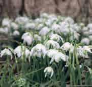 elwesii (Synoniem: G. elwesii) In 1874 ontdekte de Engelse plantenverzamelaar Henry John Elwes het grote sneeuwklokje. Het werd naar hem vernoemd, Galanthus elwesii.