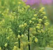 Allium chloranthum In eerste instantie lijkt het of we hier te maken hebben met A. flavum. Echter, het sierlijke bloemscherm van A.