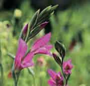 Gladiolus communis subsp. byzantinus Het is mij niet duidelijk of we hier te maken hebben met een vorm van G. italicus (G. segetum) of met een uit zaad geselecteerde vorm van G. communis subsp. byzantinus. Het betreft hier een aanbod van een winterhard en makkelijk groeiend gladiooltje dat prima toepasbaar is in de border tussen de vaste planten.