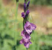 50 @5-6 #10 $8-10 %7 Z Gladiolus imbricatus Inheems in Zuidoost-Europa en Turkije, waar het in moerassen en vochtige weilanden groeit.