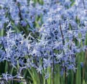 HYACINTHUS BEHOORT TOT DE FAMILIE DER HYACINTHACEAE!25 @4-5 #10 $12-15 %17 Z-L Heerlijk geurende hyacinten met een natuurlijke uitstraling. Er verschijnen meerdere bloemstelen per bol.