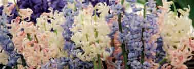 Een (organische) bemesting direct na de bloei en in de herfst is dan wel van belang. Hyacinthus orientalis Blue Festival Bestelnr. 8581 5.st. 4.00 10 st. 7.