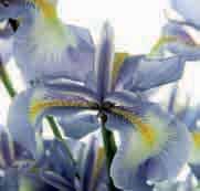 Iris cycloglossa (Synoniem: Iris duclouxii) Intro: 1958. Herkomst: Zuid-Afghanistan. De vorm van de bloem is ongewoon voor een Juno-type.