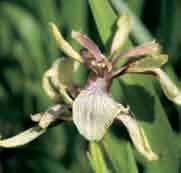 amasiana, I. bornmuelleri en I. crociformis) Geïntroduceerd in 1876 door Mrs. Danford. De plant heeft zeer smal blauwgrijs blad.