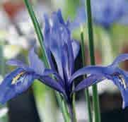 Iris histrio c Het verspreidingsgebied van deze variabele wildvorm is groot: van Israël via Libanon en Syrië en grote delen van het zuiden van Turkije.