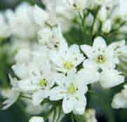 Allium cowanii A. cowanii is nauw verwant aan A. neapolitanum. De bloemsteel is duidelijk driekantig.