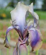 Iris hoogiana Bestelnr. 8153 p.st. 4.50 3 st. 12.75!60-70 @5 #15 $5 %I.