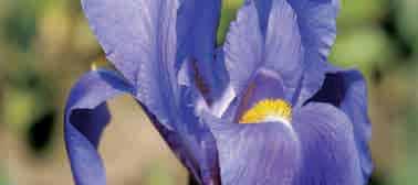 De twee, soms drie heerlijk geurende bloemen per steel, zijn zacht lavendelblauw met een gele