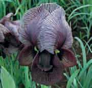 Iris iberica subsp. lycotis c Sectie Onocyclus. In eerste instantie in 1915 gezien als een species, later door Takhtajan tot subspecies benoemd.