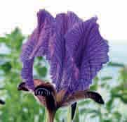 Iris paradoxa Atrata c Een zeer donkere vorm van I. paradoxa, in 1940 door Alexander Grossheim geïntroduceerd. Zowel de brede staanders als de lippen zijn zwartviolet.