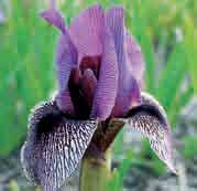 Z Iris Regelio-cyclus groep Dardanus Een waardevolle iris die is ontstaan uit een kruising van I. korolkowii Concolor en I. iberica.