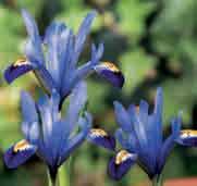 Iris reticulata Gordon Intro: 1971. I. bakeriana x I. reticulata Cantab, vernoemd naar de Amerikaan Gordon Blackwell.