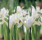 Iris reticulata Natascha Intro: 1973. Een hebbedingetje dat is ontstaan uit een kruisbestuiving van I. reticulata Cantab x I.