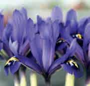 15 @2-3 #5 $5 %I. Z-L Iris reticulata Palm Springs c Een in 2000 geregistreerde selectie uit I.