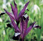 Bestelnr. 868 10 st. 3.50 25 st. 8.00!15 @2-3 #5 $5 %6 Z-L Iris reticulata Pauline (I. bakeriana x?). Vernoemd naar één der dames Hoog.
