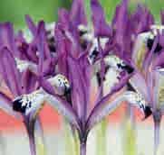 Iris reticulata Spot On c Uit handen van Allen McMurtrie komt deze wel zeer opvallende nieuwkomer. In the Spotlight!