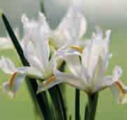 15 @2-3 #5 $5 %6 Z-L Iris reticulata White Caucasus Een in 2003 geregistreerde nieuwe kristalwitte Iris reticulata. Oorspronkelijk verzameld door Alan McMurtrie nabij het meer Sevan in Armenië.