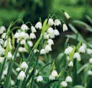 Leucojum aestivum (Synoniemen: L. hernandezii en L. pulchellum) Intro: 1594. Herkomst: grote delen van Europa en het zuidwesten van Azië tot Noord-Iran, zeldzaam in België en Nederland (stinzenplant).