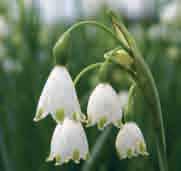De 20-35 cm hoge bloemstelen zijn voorzien van drie tot vijf klokvormige witte bloempjes die op ieder kelkblaadje met een groen topje zijn versierd. Nederlands gekweekte bollen. Bestelnr. 895 10 st.