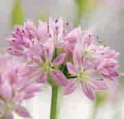 De compacte bolvormige bloeiwijze, op 50 cm hoge bloemstelen, bestaat uit vele purperbruine bloempjes waarvan de spitse bloemblaadjes met roze topjes een wit randje tonen. Inheems in Centraal-Azië.