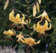 De stevige bloemsteel is voorzien van purperen vlekken. De vele bloemen zijn oranje en verfraaid met bruine spikkels en papillen. Bestelnr. 916 3 st. 4.95 5 st. 7.50!