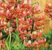 Lilium Manitoba Morning c De leverroze bloemen zijn besprenkeld met mahonierode spikkels omzoomd door goudgele markeringen. Zeer rijkbloeiend, grote bloemtrossen. Bestelnr. 9490 p.st. 4.