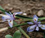 Bijzonder is dat de bloemen zich s avonds pas openen. Bestelnr. 9493 p.st. 3.50 3 st. 9.75!20-25 @7 #5 $5 %I. Z Moraea spathulata (Synoniem: M.