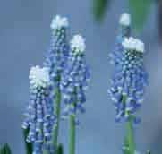 Muscari armeniacum Touch of Snow Een prachtig gekozen naam voor dit opvallende gewasje. Het is net alsof er een dotje sneeuw op het bloempje van de blauwe druif ligt. De bloemvorm van M.