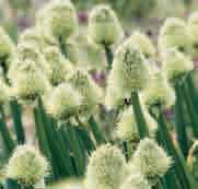 Ze gedijen bij voorkeur op een niet te droge bodem. Bestelnr. 143 10 st. 3.50 25 st. 8.25!20-30 @6-7 #5 $6-8 %6 Z Allium fistulosum Reeds in 1753 wordt deze stengelui, ook wel grove bieslook, beschreven.