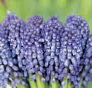 8177 25 st. 4.00 100 st. 15.00!15-20 @3-4 #5 $6-8 %8 Z-H Muscari Bling Bling Glanzende violetblauwe bloemen in dichte, stevige rechte bloemtrossen.