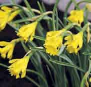 Narcissus asturiensis (Synoniem: N. minimus) Division 13. Inheems op de bergweiden van Spanje en Noord-Portugal. De perfecte miniatuur van de trompetnarcis.