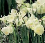 25 st. 10.50!30-40 @4-5 #10 $10-12 %12 Z-H Narcissus cantabricus Division 13. Een variabele species oorspronkelijk voorkomend in Zuid-Spanje, de Balearen en Noord-Afrika.