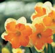Narcissus Centannees Intro: 1984. Division 11. Heerlijk geurende opvallende spleetkronige narcis.