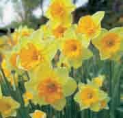 Overdag zijn de bloemen romig oranje. Bestelnr. 9979 5 st. 4.00 10 st. 7.50!35 @4-5 #10 $12-15 %II. Z-H Narcissus Derringer Division 7. Uit handen van Brent C.